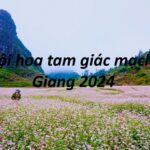 Lễ hội hoa tam giác mạch Hà Giang 2024 khi nào diễn ra?