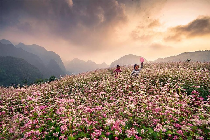 Lễ hội hoa tam giác mạch Hà Giang tôn vinh vẻ đẹp của loài hoa tam giác mạch và nét văn hóa truyền thống của đồng bào Mông.