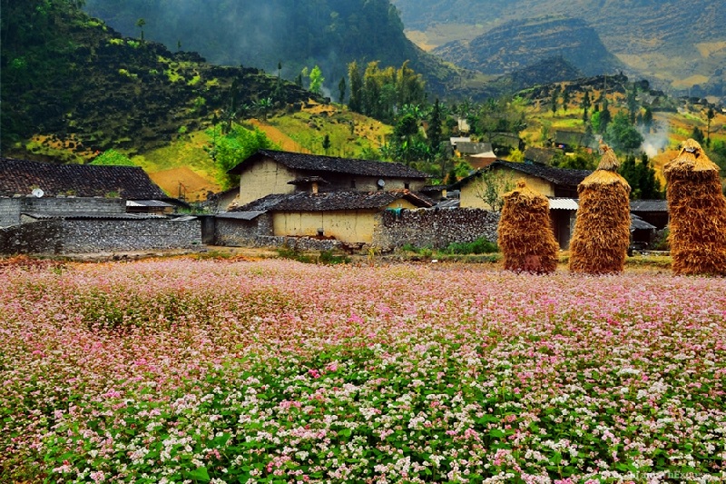 Những cánh đồng hoa tam giác mạch trở thành nét đẹp không thể thiếu trong cảnh sắc thiên nhiên Hà Giang.