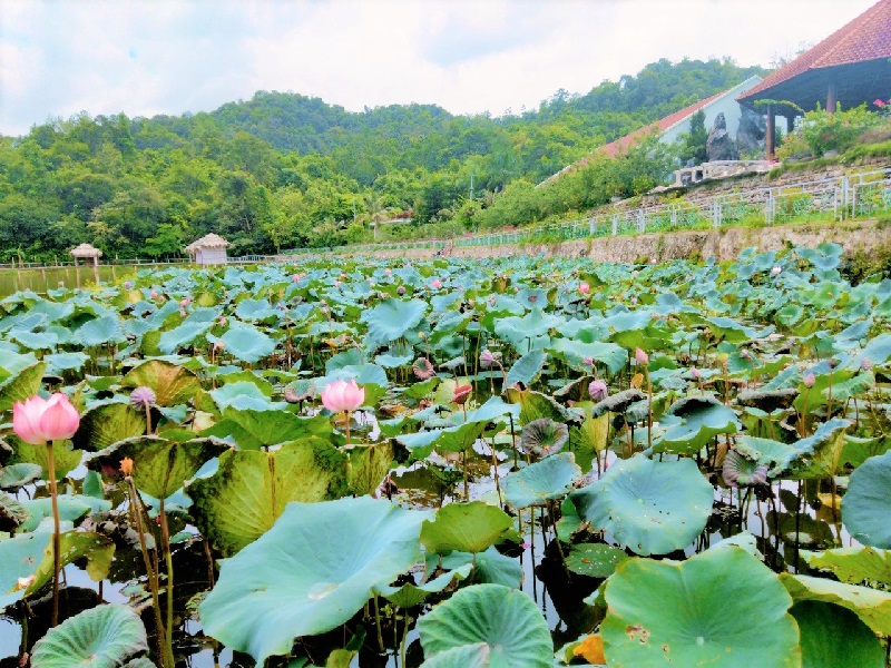 Hồ sen rộng lớn và thơ mộng của suối nước nóng U Va.