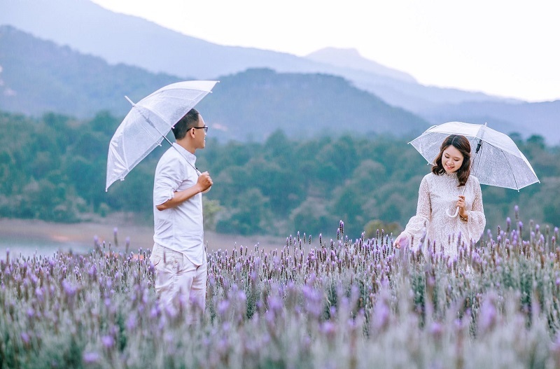 Đà Lạt tháng 7 có mưa không? - Ngắm hoa Lavender mộng mơ.