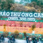 Đánh giá Thảo Thường Camp đảo Nam Du, giá phòng bao nhiêu.